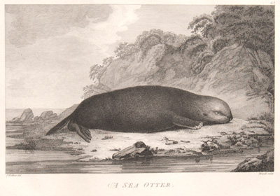 A Sea Otter